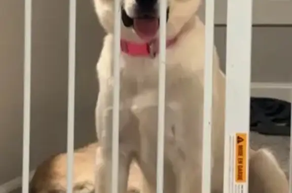 Lost White Husky Mix Puppy in Dayton!