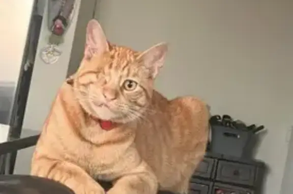 Lost One-Eyed Orange Cat: Otay Mesa Area