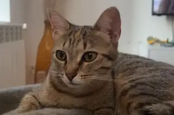 Chat perdu, Combronde, photo: Chatte tigrée perdue rue Guynemer