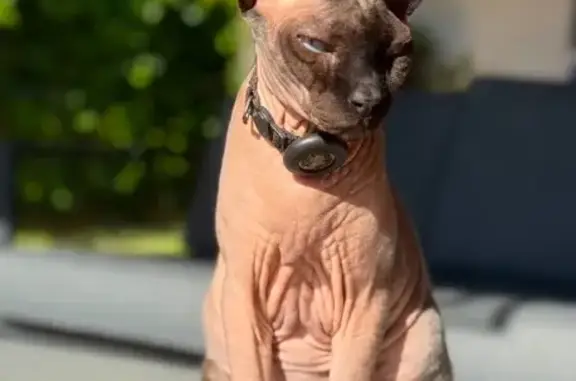 Gato Perdido en Málaga: Ayuda para Encontrarlo