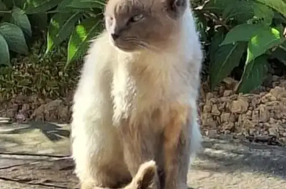Animaux trouvés , photo: Jeune siamois non castré trouvé amaigri