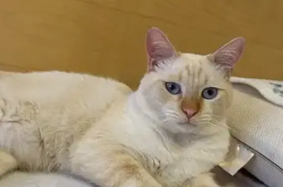 ¡Ayuda! Buscamos a Loki, gato perdido