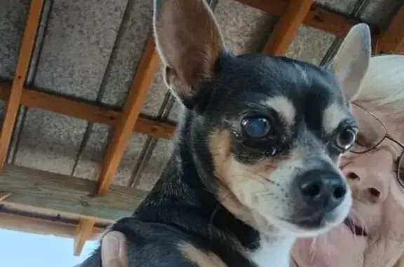 Lost Chihuahua: Call Linda if Spotted