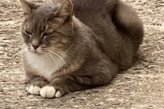 Chatte grise et blanche perdue à Montlieu - photo