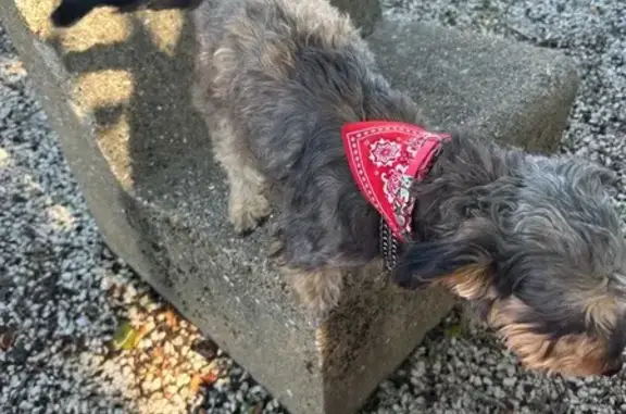 Chien perdu , photo : Chien perdu à Barbezières : Rex, petit et gentil