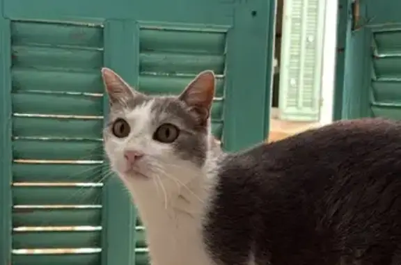 Chatte perdue grise et blanche, Rue Marceau - photo