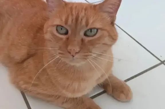 Animaux perdus , photo: Urgent : Chatte Rousse Perdue à Figeac