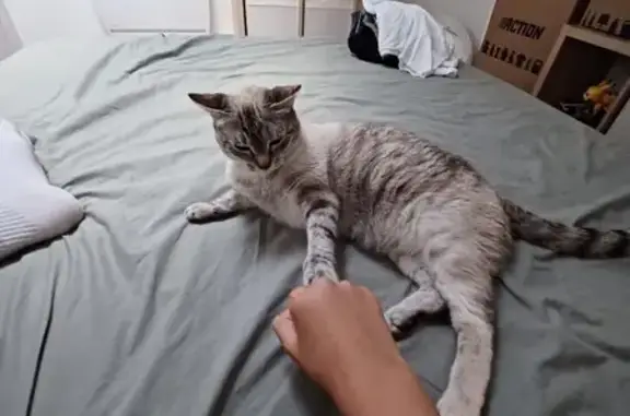 Animaux perdus Caraman, photo: Chatte perdue, pucée, cœur tatoué, Caraman