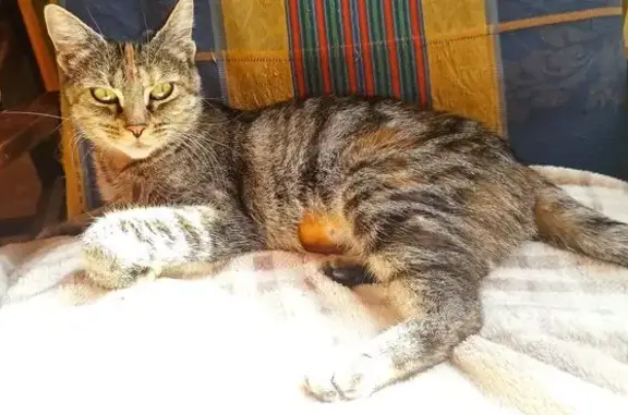 Chatonnes et maman câlines à adopter - photo