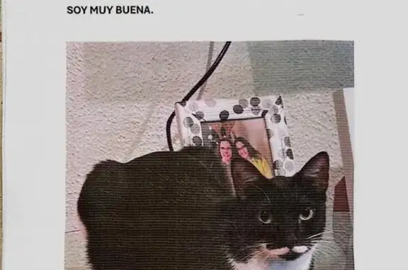 Gata perdida: blanca y negra, asustadiza