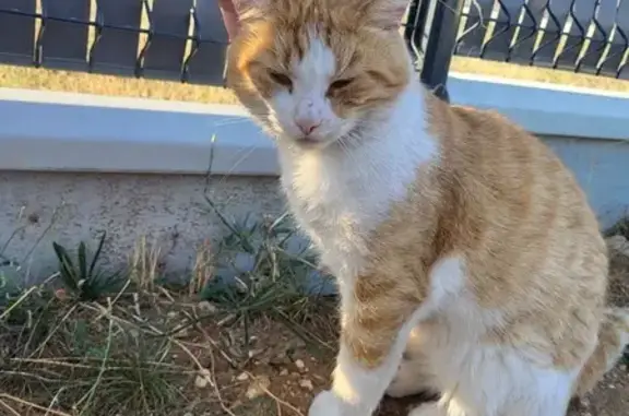 Chat trouvé boiteux rue Suzanne Lacore - photo
