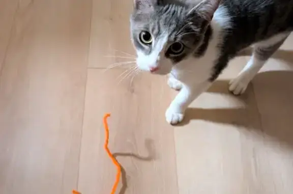 Animaux perdus , photo: Chat perdu : Ziggy, gris et blanc, Servaville