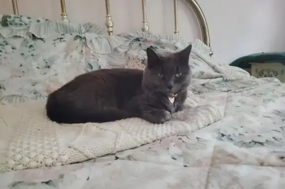 Lost Russian Blue Cross in Glastonbury