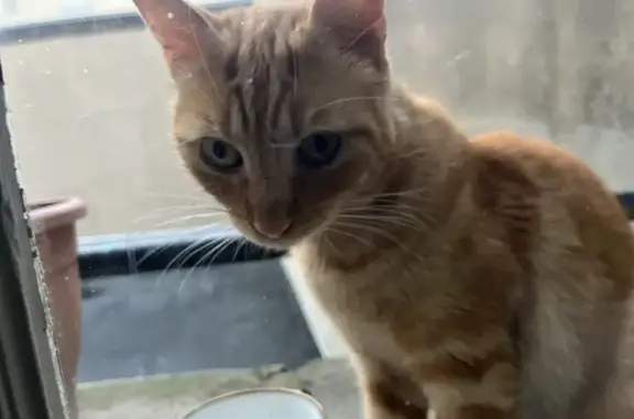 Animaux trouvés Vichy, photo: Chat roux trouvé, cherche propriétaire