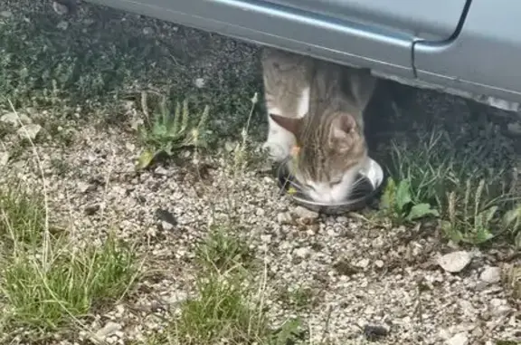 Animaux trouvés , photo: Chaton trouvé rue des Roches, Loray