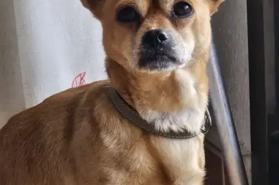 Perro Marrón Claro Perdido en Nerpio