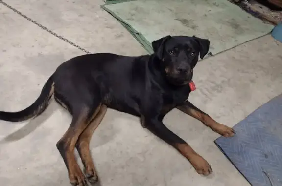 Reward: Lost Rottweiler in St Leonard's