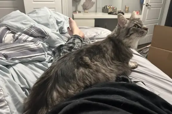 Lost Fluffy Cat: Blue Collar, Burlington