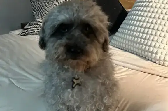Lost Grey Poodle Mix: Robert in Illinois