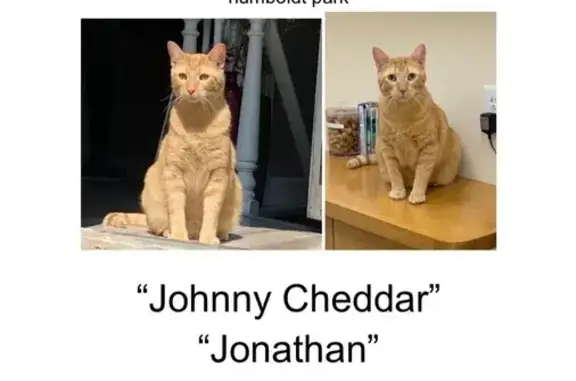 Lost: Friendly Blonde Cat in Chicago