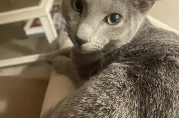 Chat perdu à Nice : Bleu de Russie mâle - photo