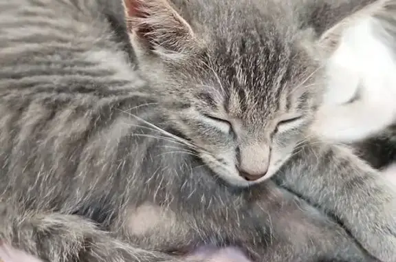 Chaton tigré gris perdu à Lautrec - photo