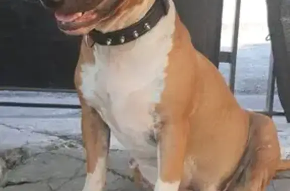 Chien perdu , photo : Chienne perdue, cicatrice, Brignoles