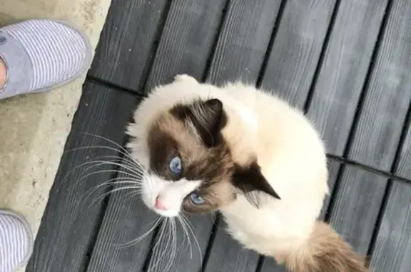 Animaux trouvés , photo: Chat trouvée Bonnétable, blessure au cou