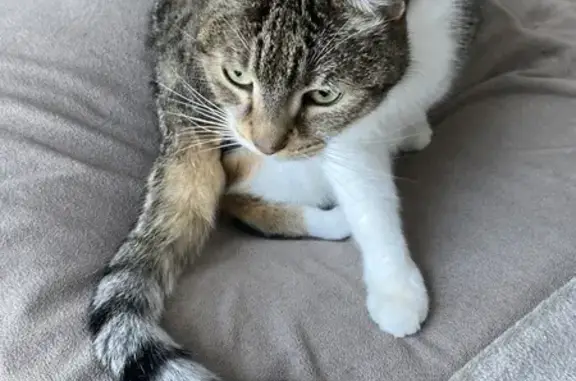 Chatte tigrée perdue à Beaurains - photo