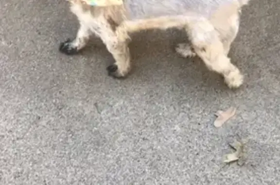 Lost Senior Schnauzer in Stephenville, TX