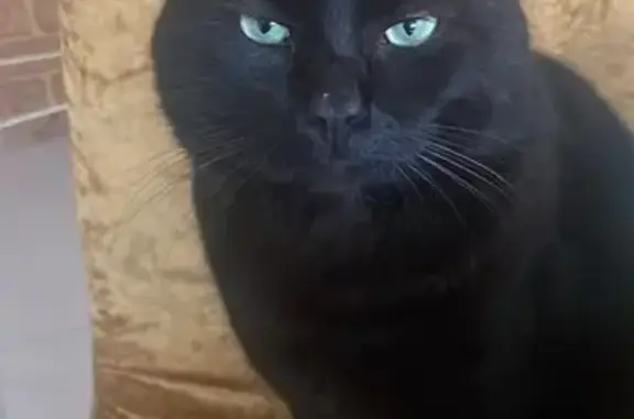 Lost Black Tabby with Blue Collar