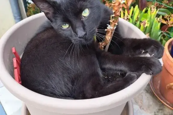 Chat perdu, , photo: Chatte noire aux yeux verts perdue à Sorigny
