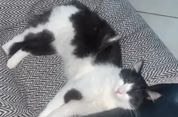 Chat noir et blanc perdu à Saint-Jean-de-Védas - photo