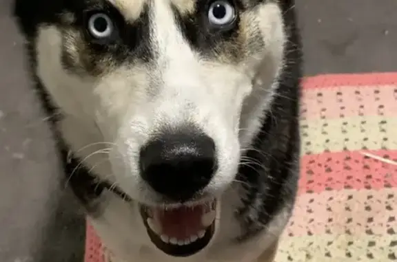 Lost Dog: Blue/White Eyes, Pink Collar