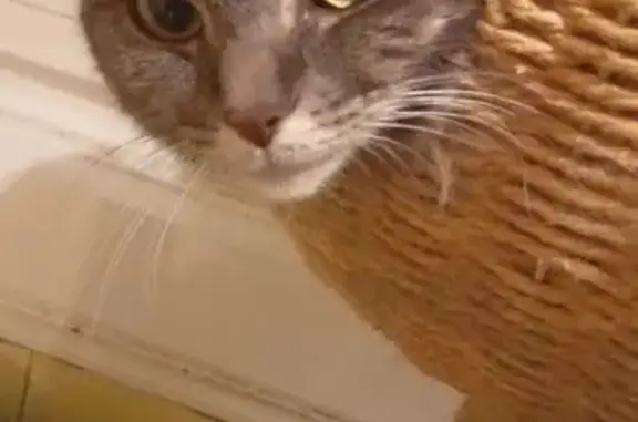 Chatte grise perdue, sociable et câline - photo