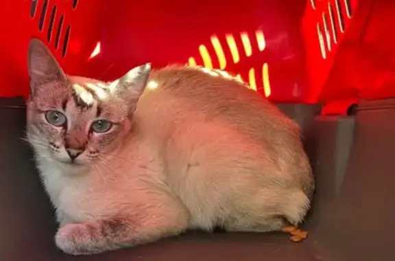 Chat trouvé Hennebont, photo: Chatte grise trouvée à Hennebont