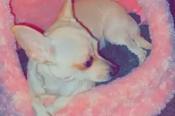 Lost Dog: Friendly & Anxious in Cheltenham