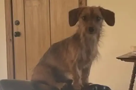 Lost Dorkie: Rappie Missing in Livingston
