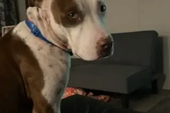 Lost Dog: White with Brown Spots