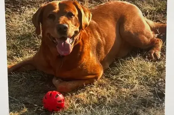 Lost Red Lab Near Nazareth Pike, Bethlehem