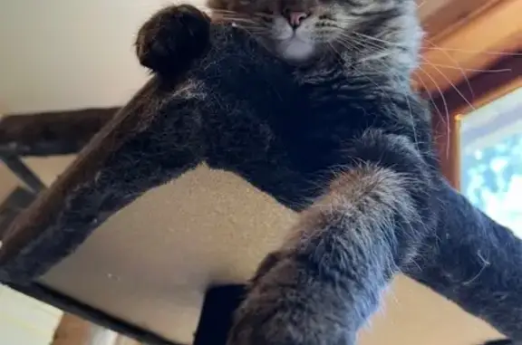 Missing cat Tinley Park, photo: Lost Tabby Cat: Brown & White in Tinley Park