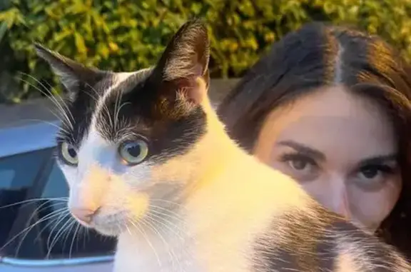 Animaux perdus Voiron, photo: Chat perdu à Voiron : Snow disparu