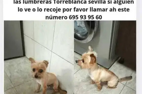 ¡Perro perdido! Mini canela en Sevilla