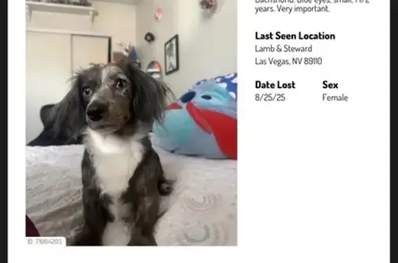Lost Dachshund: Female, Stewart Ave, LV
