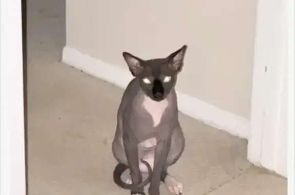 Lost Sphynx Cat: Pebble Beach Drive