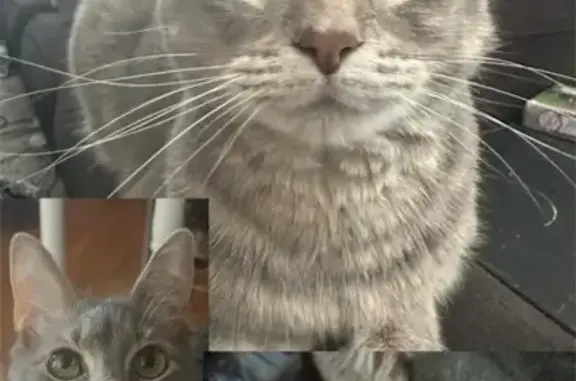 Missing Cat: Grey with Tan Spots in AL