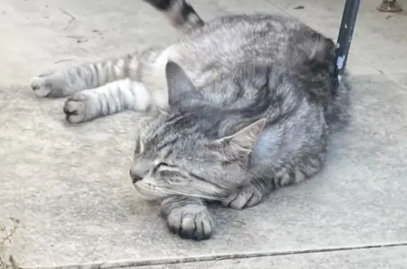 Chat européen gris perdu à Saverne - photo