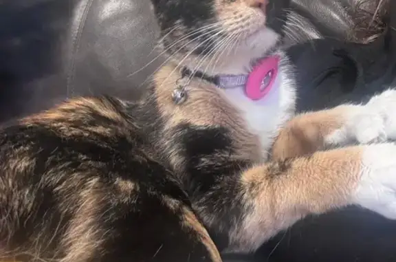 Lost Calico Cat Frida: Padlock Lane 61