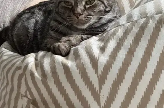 Lost Tabby: Help Find Our 10th St. Cat!