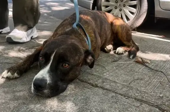Lost and found pets , photo: Found Dog: No ID, Lefferts Place 106